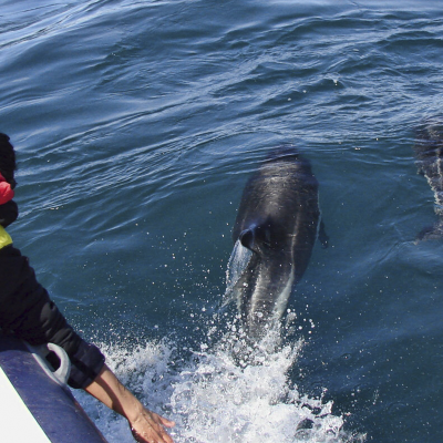 Delfin Austral