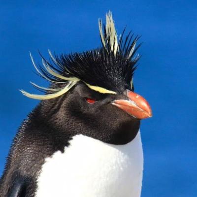 Pingüino de Penacho Amarillo